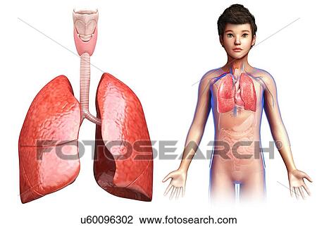 Stock Image - Child's lung anatomy, illustration. Fotosearch