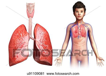 Stock Image - Child's lung anatomy, illustration. Fotosearch