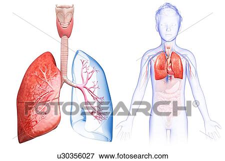 Child's lung anatomy, illustration View Large Photo Image Stock Photo - Child's lung anatomy, illustration. Fotosearch