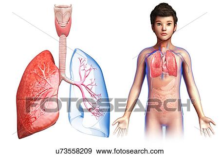 Stock Photo - Child's lung anatomy, illustration. Fotosearch