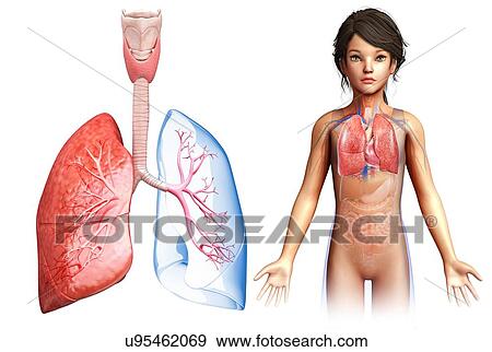 Stock Photo - Child's lung anatomy, illustration. Fotosearch