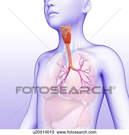 Child's lung bronchi, illustration View Large Photo Image Stock Image - Child's lung bronchi, illustration. Fotosearch