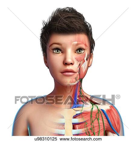 Stock Photography - Child's lymph vessels and anatomy, illustration. Fotosearch