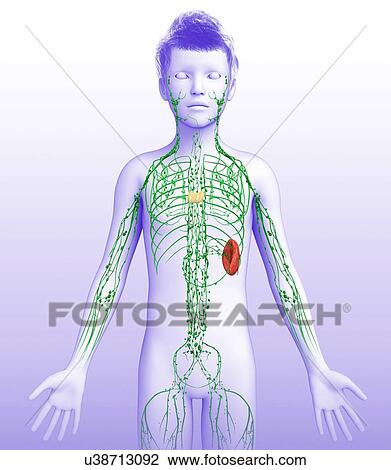 Stock Image - Child's lymphatic system, illustration. Fotosearch