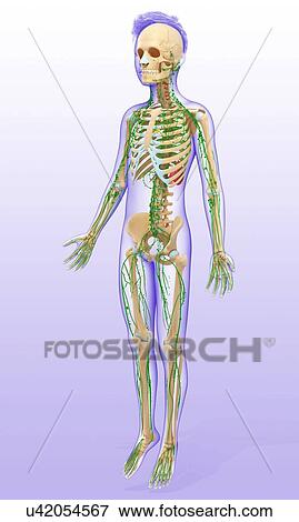 Stock Photo - Child's lymphatic systems, illustration. Fotosearch