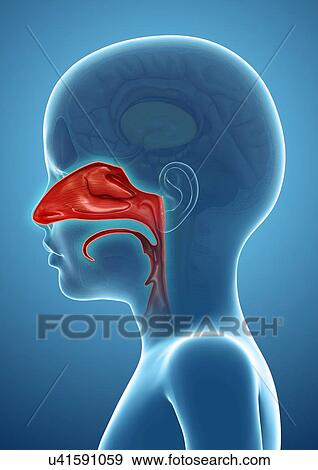 Child's nasal cavity, illustration View Large Photo Image Stock Photo - Child's nasal cavity, illustration. Fotosearch
