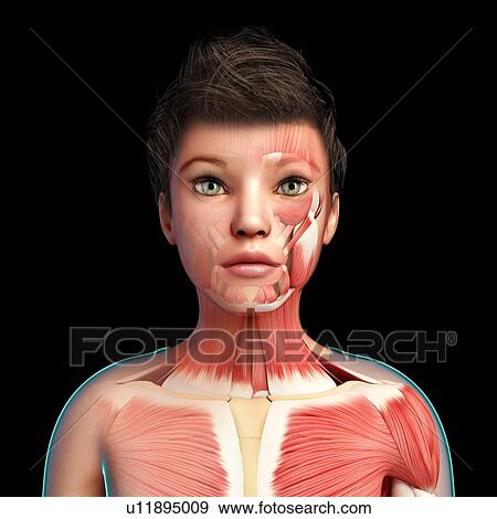 Stock Photo - Child's neck and chest muscles, illustration. Fotosearch