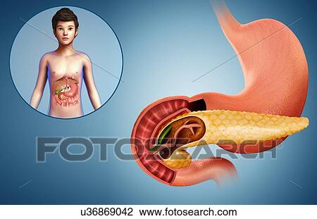 Stock Image - Child's pancreas and duodenum, illustration. Fotosearch