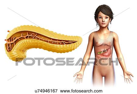 Stock Photo - Child's pancreas, illustration. Fotosearch