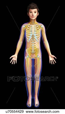 Stock Photo - Child's skeletal and nervous systems, illustration. Fotosearch