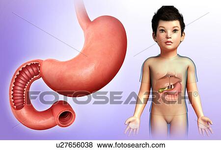 Stock Photo - Child's stomach and duodenum, illustration. Fotosearch