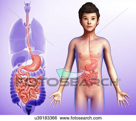 Stock Photograph - Child's stomach and small intestine, illustration. Fotosearch