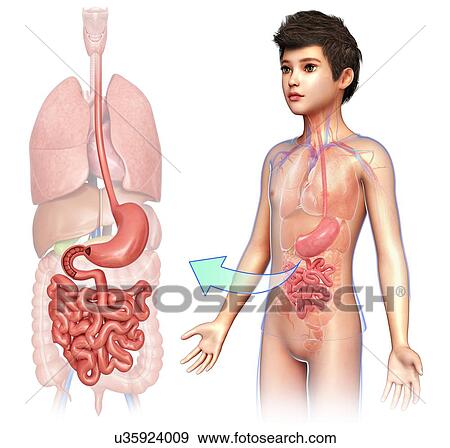 Stock Photo - Child's stomach and small intestines, illustration. Fotosearch