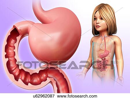 Stock Photo - Child's stomach and small intestines, illustration. Fotosearch