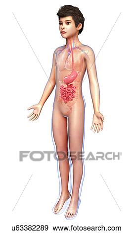 Stock Photo - Child's stomach and small intestines, illustration. Fotosearch