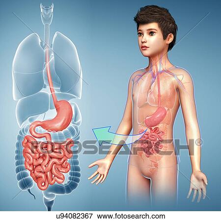 Child's stomach and small intestines, illustration View Large Photo Image Stock Photo - Child's stomach and small intestines, illustration. Fotosearch