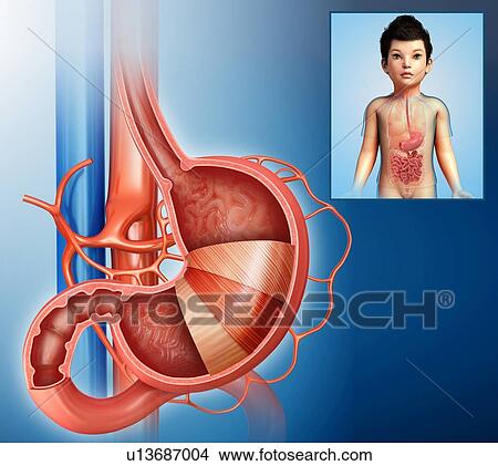 Picture - Child's stomach layers anatomy, illustration. Fotosearch