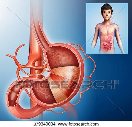 Child's stomach layers anatomy, illustration View Large Photo Image Picture - Child's stomach layers anatomy, illustration. Fotosearch