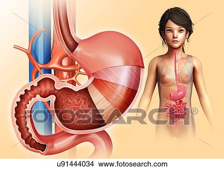 Picture - Child's stomach layers anatomy, illustration. Fotosearch