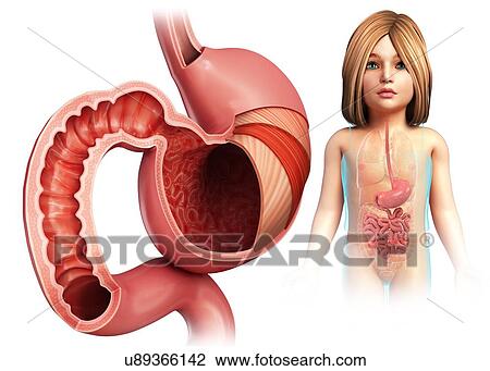 Child's stomach layers and duodenum, illustration View Large Photo Image Stock Image - Child's stomach layers and duodenum, illustration. Fotosearch