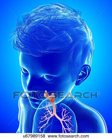 Child's trachea and lung bronchi, illustration View Large Photo Image Stock Photo - Child's trachea and lung bronchi, illustration. Fotosearch