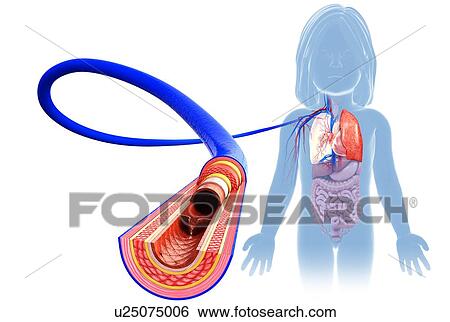 Stock Photograph - Child's vein anatomy, illustration. Fotosearch