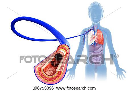Stock Photograph - Child's vein anatomy, illustration. Fotosearch