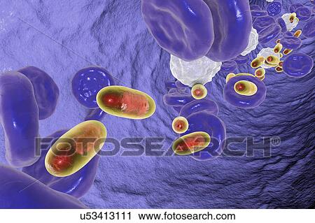 Chitosan nanoparticles in blood, illustration View Large Photo Image Stock Image - Chitosan nanoparticles in blood, illustration. Fotosearch