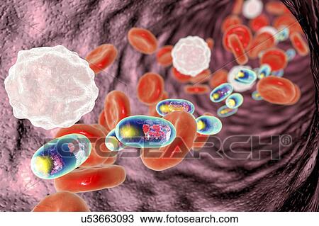 Stock Image - Chitosan nanoparticles in blood, illustration. Fotosearch