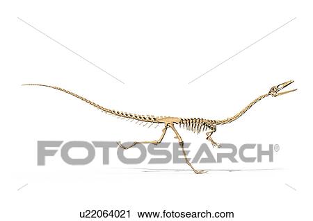 Stock Image - Coelophysis skeleton, illustration. Fotosearch
