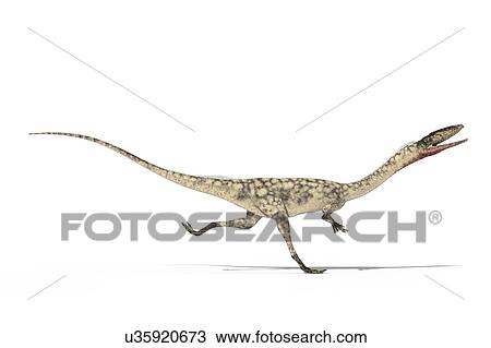 Stock Image - Coelophysis skeleton, illustration. Fotosearch