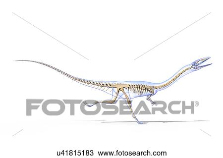 Stock Image - Coelophysis skeleton, illustration. Fotosearch
