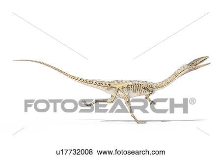 Stock Photo - Coelophysis skeleton, illustration. Fotosearch