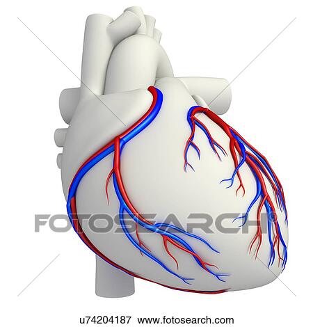Coronary blood vessels of the heart, illustration View Large Photo Image Stock Photo - Coronary blood vessels of the heart, illustration. Fotosearch