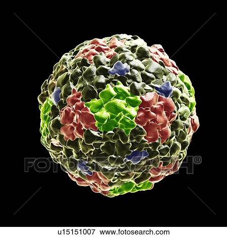 Stock Photo - Coronavirus virus particles, illustration. Fotosearch