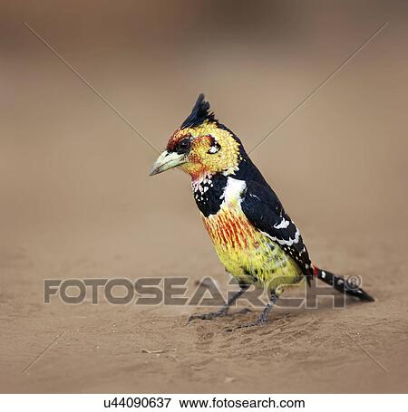 Stock Photo - Crested barbet. Fotosearch