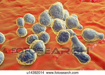 Picture - Cryptococcus neoformans fungus, illustration. Fotosearch