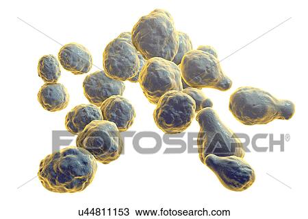 Cryptococcus neoformans fungus, illustration View Large Photo Image Stock Image - Cryptococcus neoformans fungus, illustration. Fotosearch