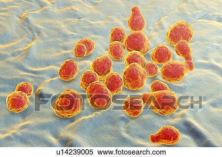 Stock Photography - Cryptococcus neoformans fungus, illustration. Fotosearch