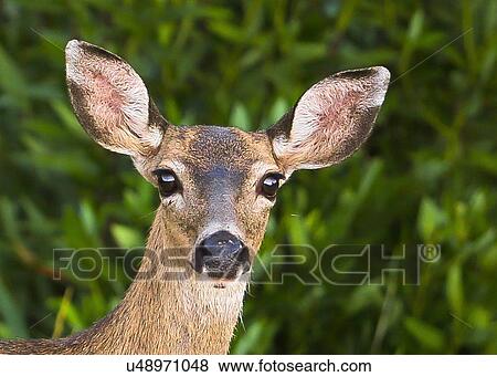 Stock Photo - Deer. Fotosearch