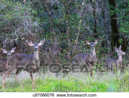 Deer View Large Photo Image Stock Photograph - Deer. Fotosearch
