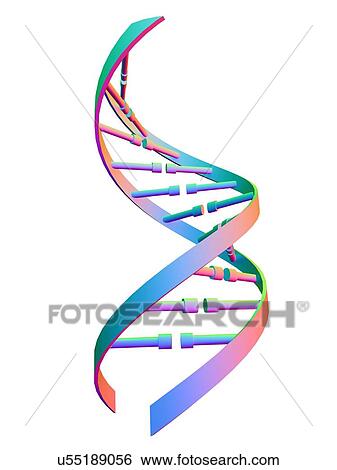 DNA strand, illustration View Large Photo Image Stock Photograph - DNA strand, illustration. Fotosearch