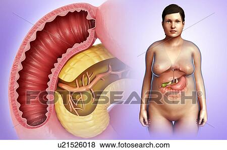 Stock Photo - Duodenum and pancreas anatomy, illustration. Fotosearch