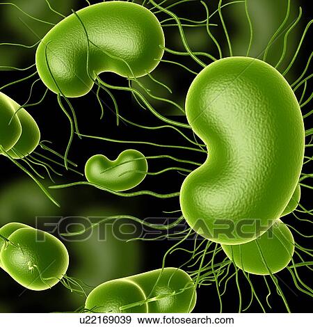 E. coli bacteria, illustration View Large Photo Image Stock Photo - E. coli bacteria, illustration. Fotosearch