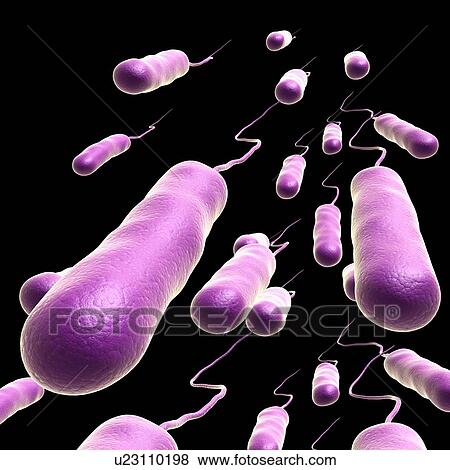 E. coli bacteria, illustration View Large Photo Image Stock Photo - E. coli bacteria, illustration. Fotosearch