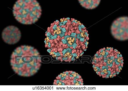 Stock Image - Eastern equine encephalitis virus, illustration. Fotosearch