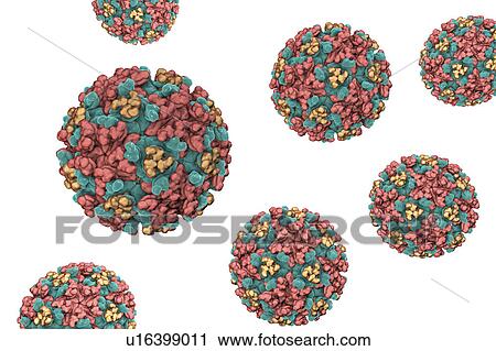 Stock Image - Eastern equine encephalitis virus, illustration. Fotosearch