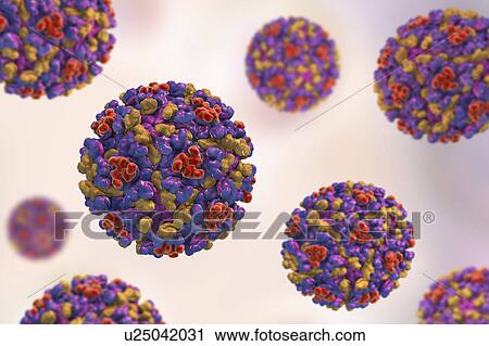 Stock Image - Eastern equine encephalitis virus, illustration. Fotosearch