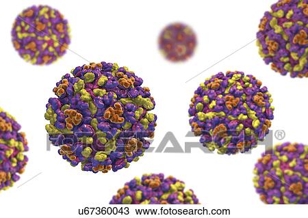Eastern equine encephalitis virus, illustration View Large Photo Image Stock Image - Eastern equine encephalitis virus, illustration. Fotosearch