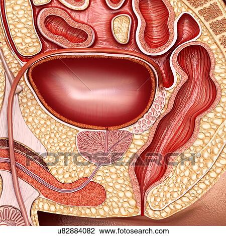 Stock Image - Empty male bladder, illustration. Fotosearch